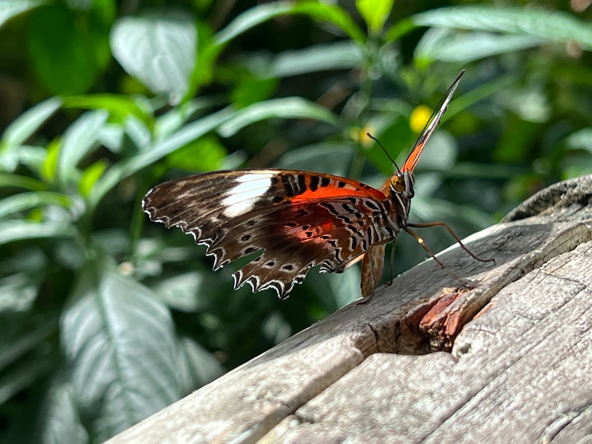 At the Australian Butterfly Sanctuary in Kuranda