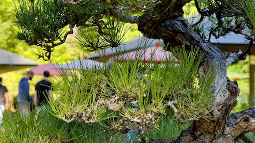 Portland Japanese Garden