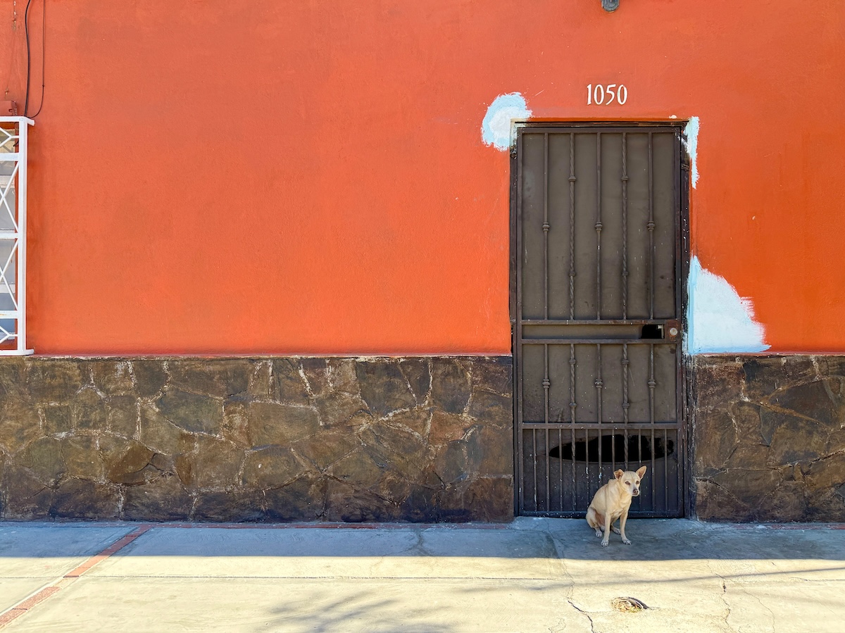 Guard dog
