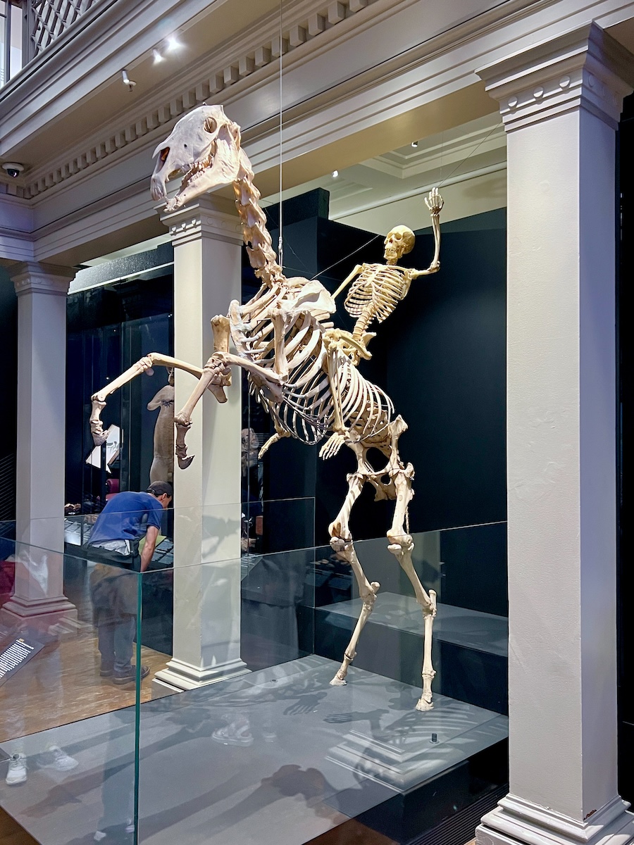 The Bone Ranger at the Australian Museum