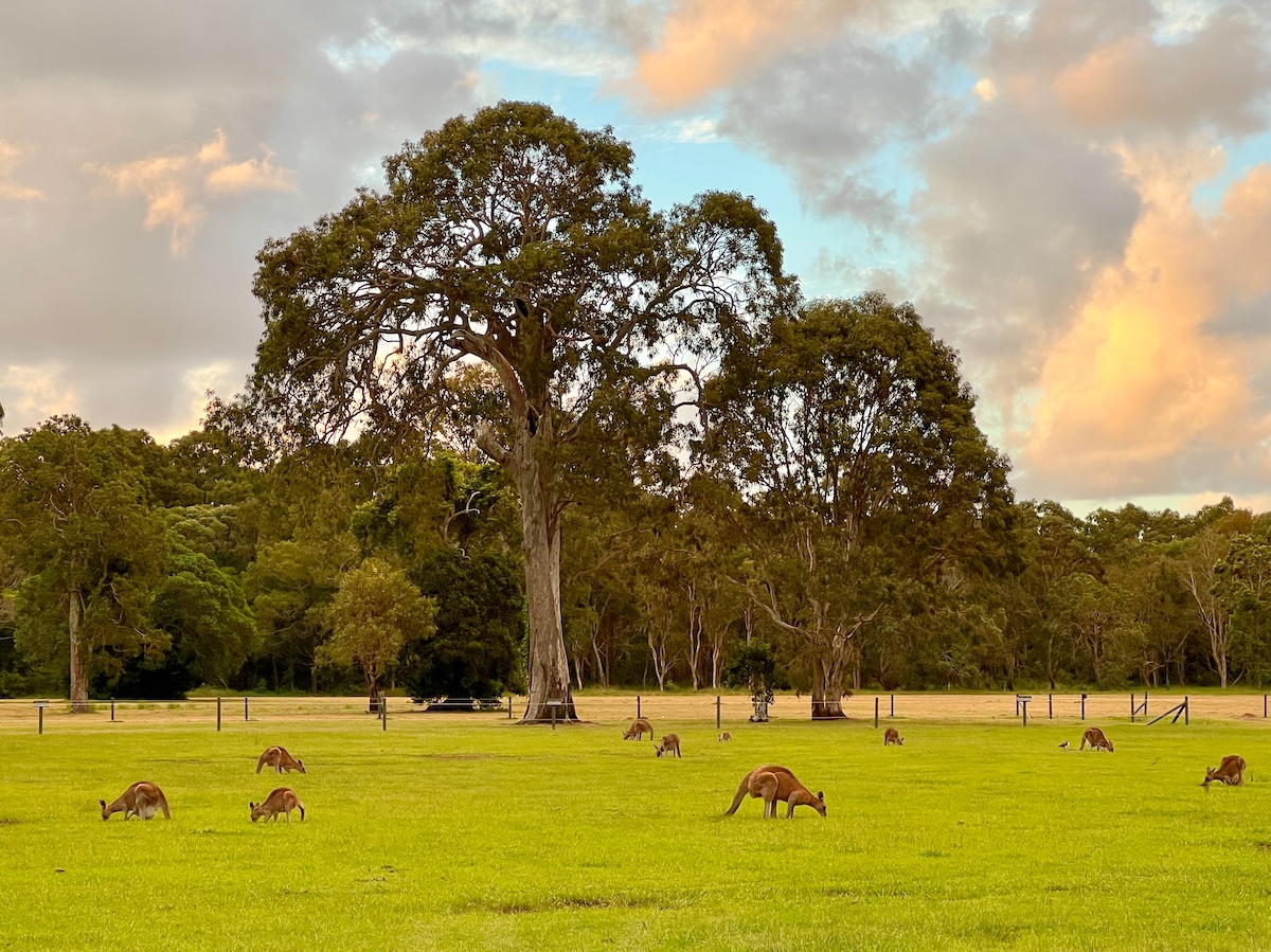 Kangaroos