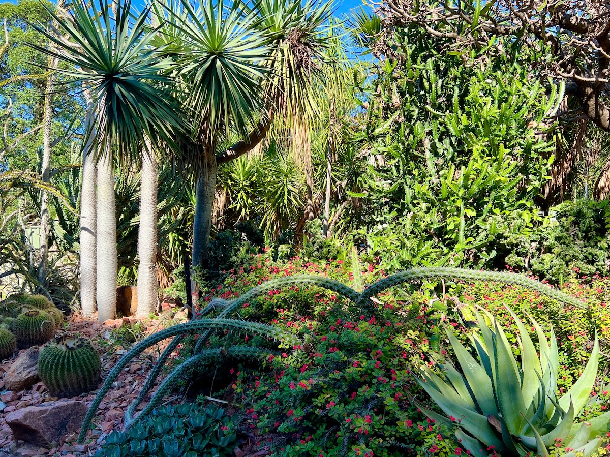 Cactus at the Queens Garden