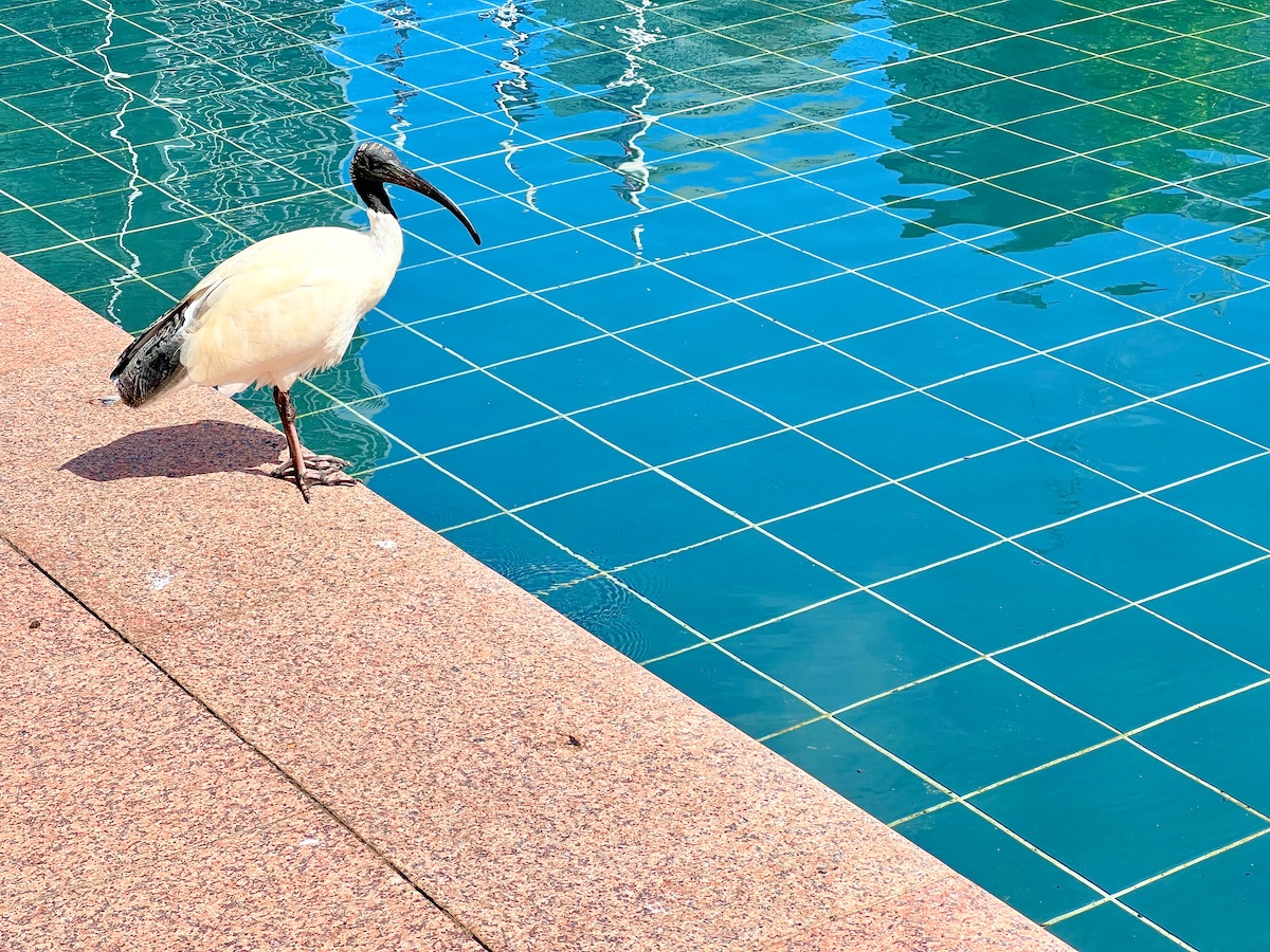 White Ibis