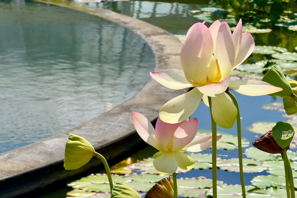 In the New York Botanical Garden