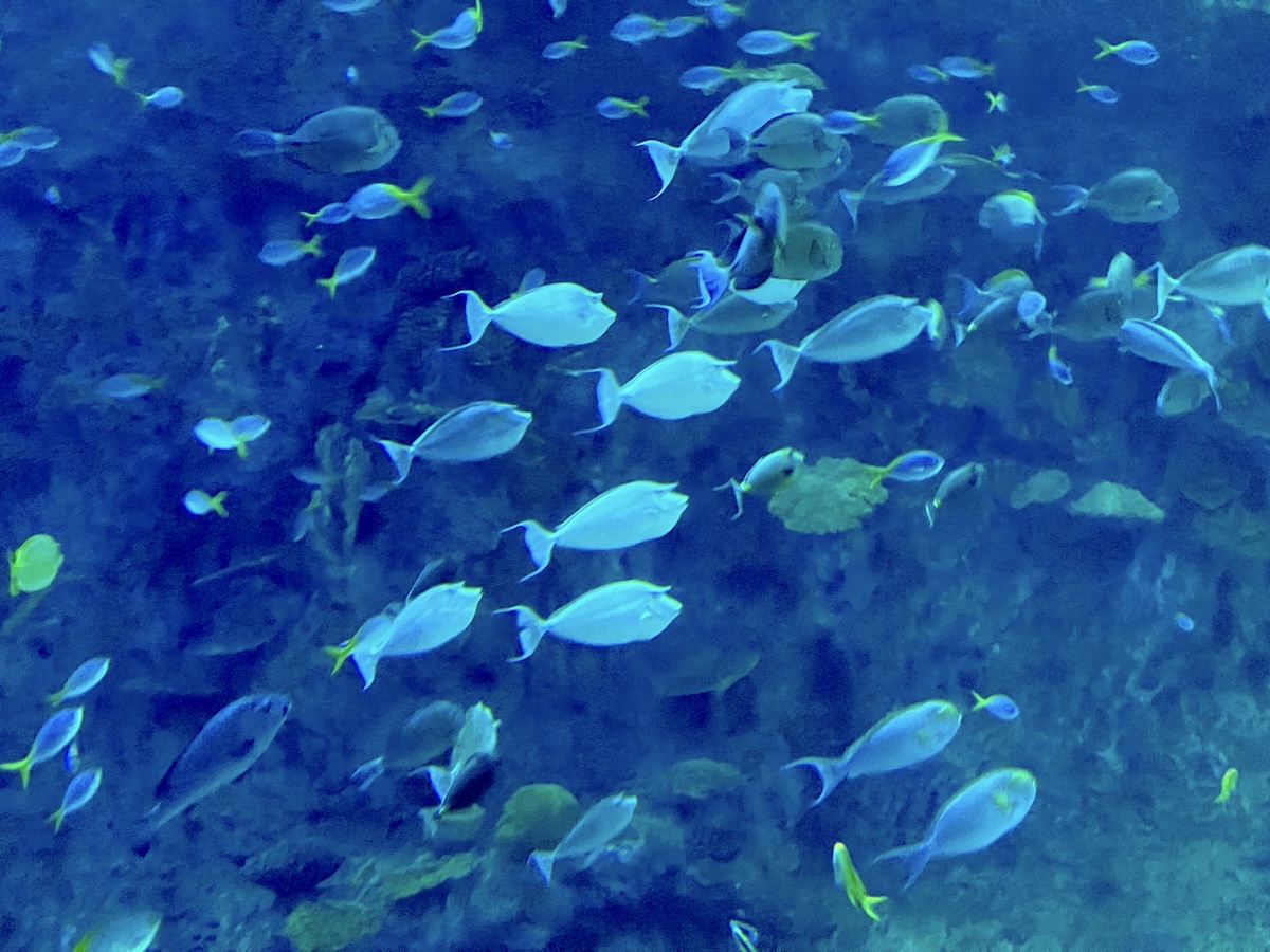 In the Seattle Aquarium