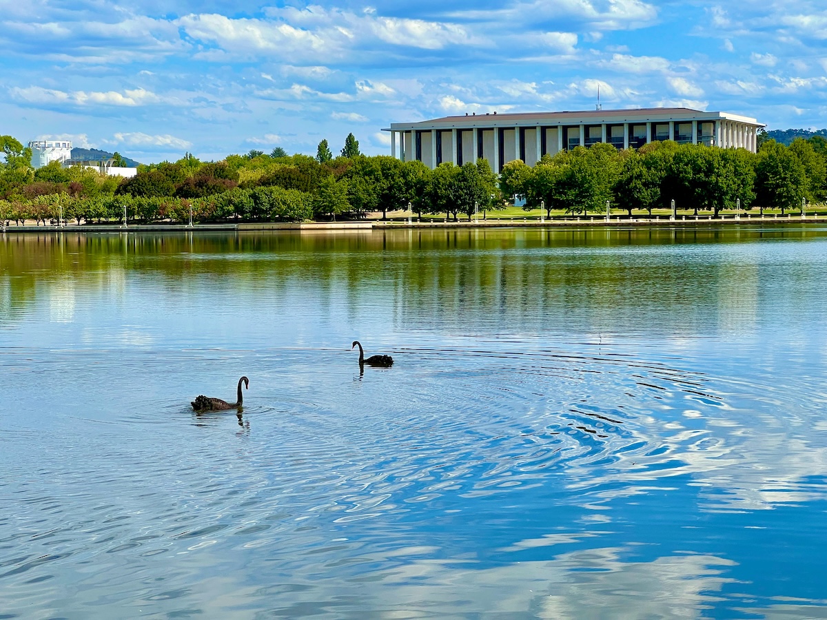 Black swans on Lake Burley