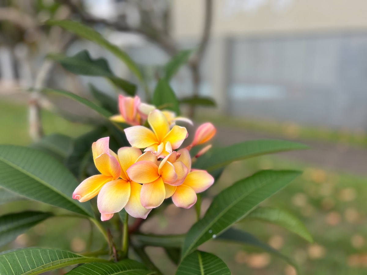 Frangipani blossom