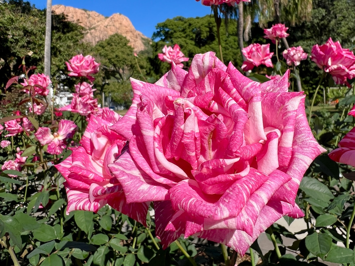 Roses at the Queens Garden