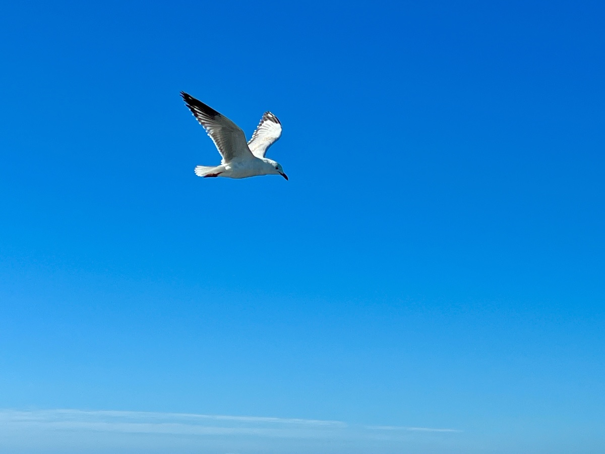 Seagull