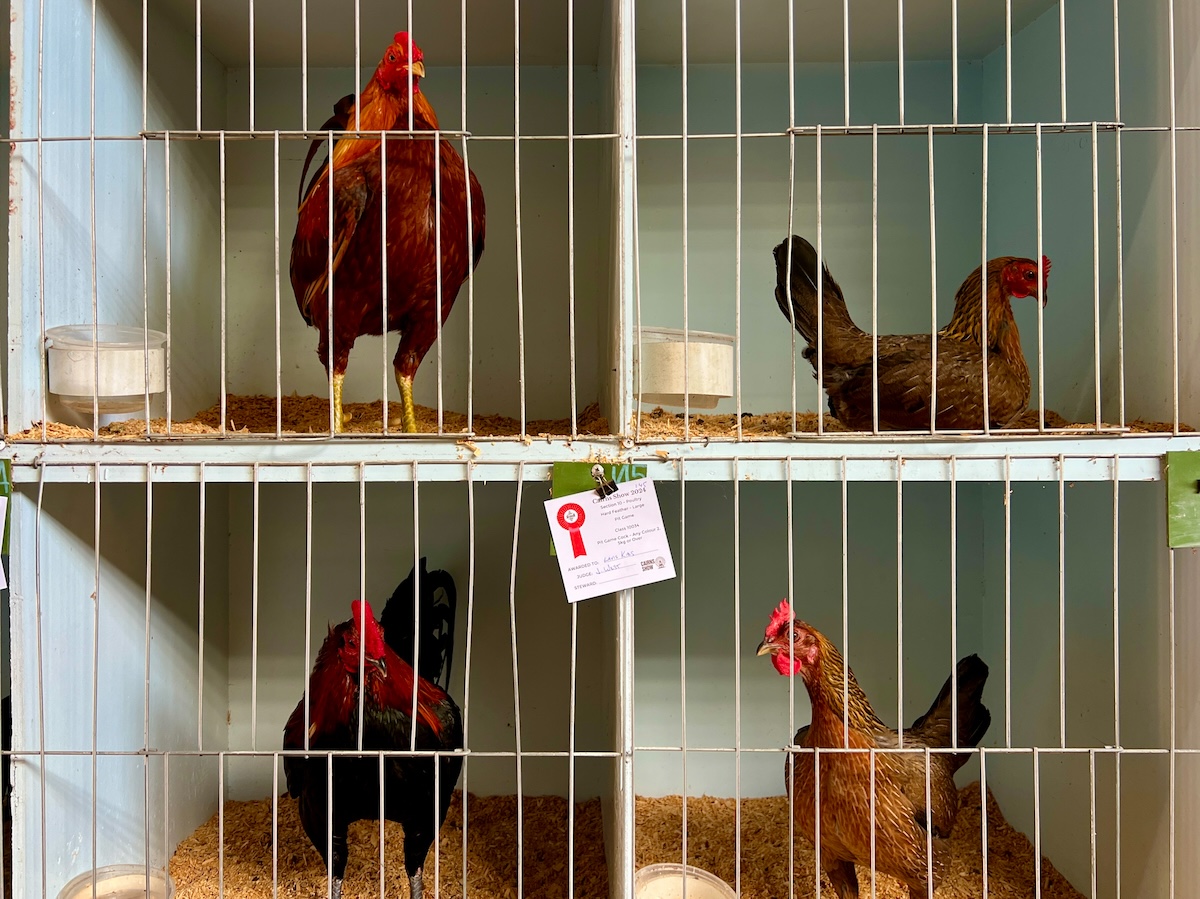 Chicken competition