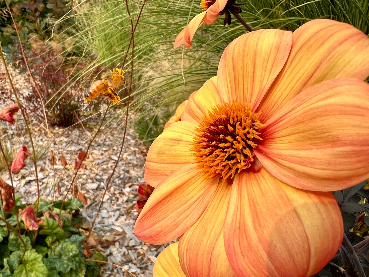 Bee and flower