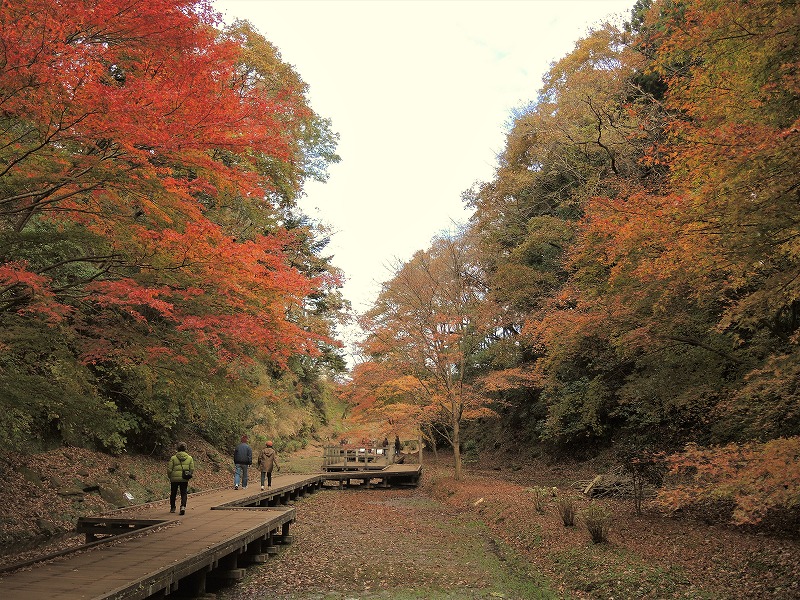 清水渓流広場の紅葉