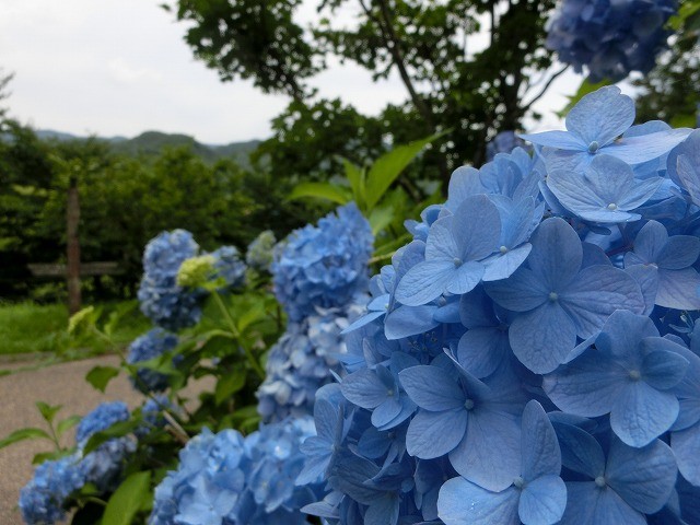 2013/07/17　群馬県 みなかみ町「月夜野矢瀬 親水公園」　紫陽花がきれいに咲いていました。