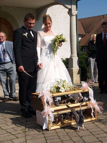 Hochzeitstauben - Hochzeitsbilder