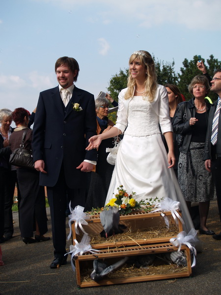 Hochzeitstauben - Hochzeitsbilder