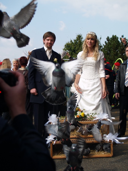 Hochzeitstauben - Hochzeitsbilder