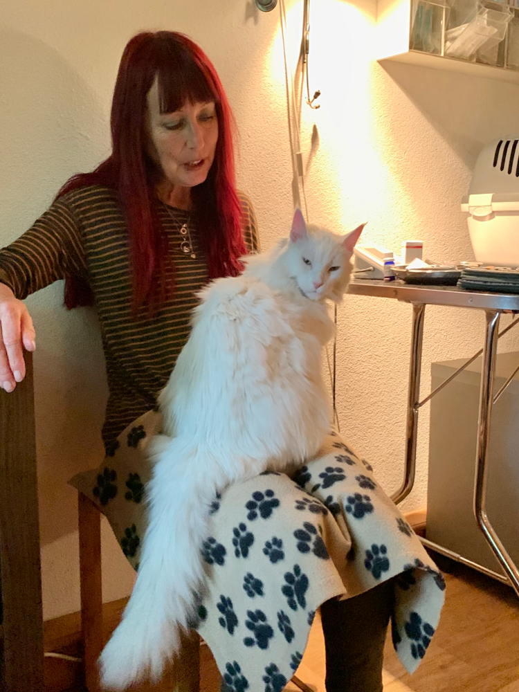 Katze Flocke - sehr zufrieden nach der Bioresonanz Therapie 
