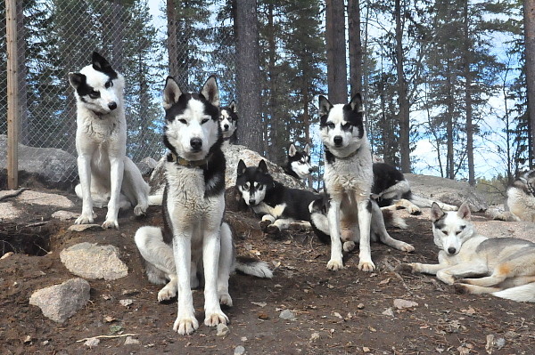 Några hundar i rastgården