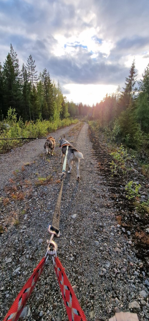 Ein schöner Spaziergang mit den Huskys