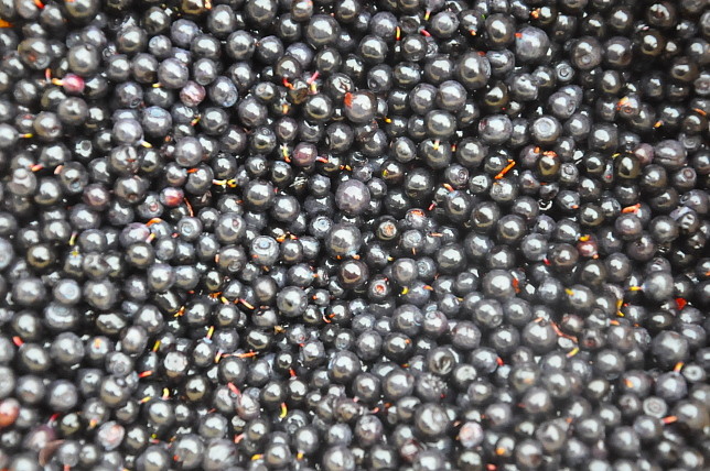 Blaubeeren in Massen in Lappland sammeln