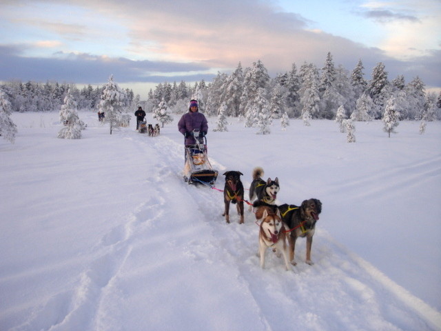 Lapplands unendliche Weiten auf Huskytour erleben