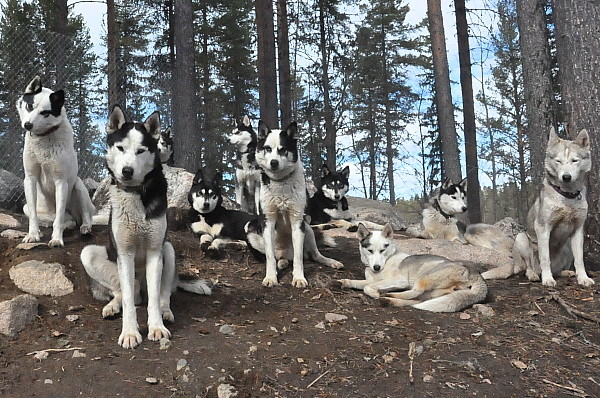 Erleben sie Schlittenhunde in Schweden ...