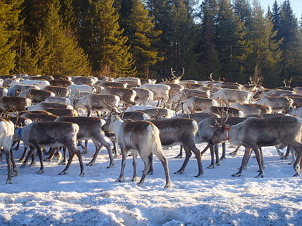  Rentiere in Lappland