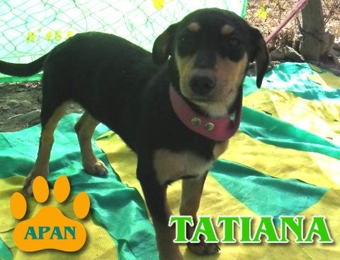 tatiana-perrita-en-adopcion
