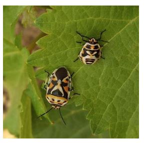 Punaise du chou (Eurydema ventralis)