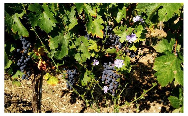 Mauve au milieu du Cabernet sauvignon