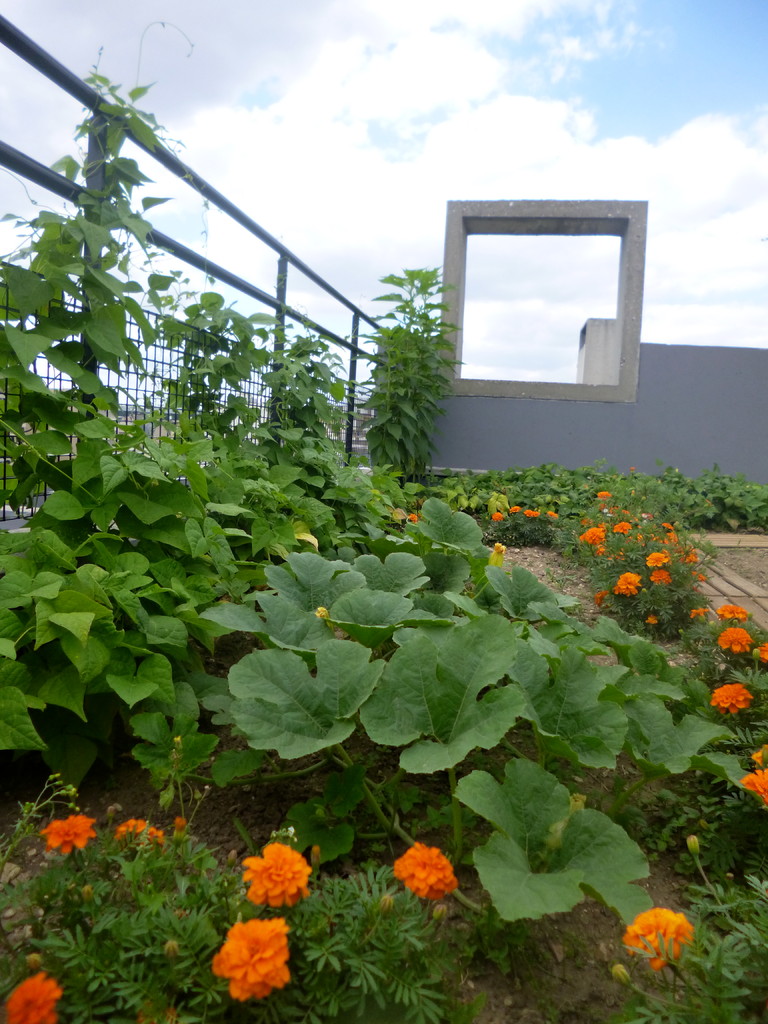 JARDIN SUR LE TOIT. PARIS XIII. RIVP.