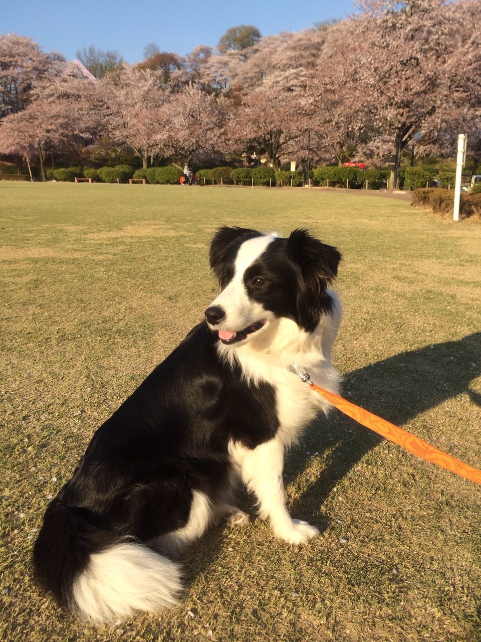 どこの公園かな