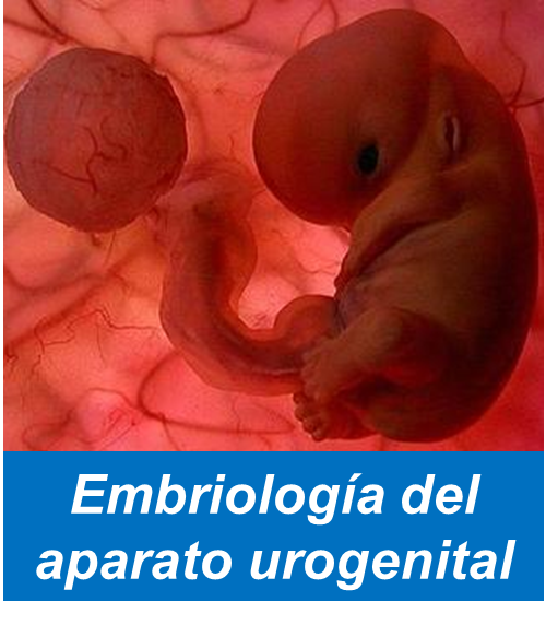 Embriologia del Aparato Urogenital