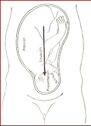 Semiologia obstetrica. Estatica fetal