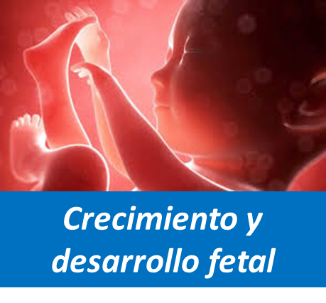 Crecimiento Fetal, Desarrollo fetal