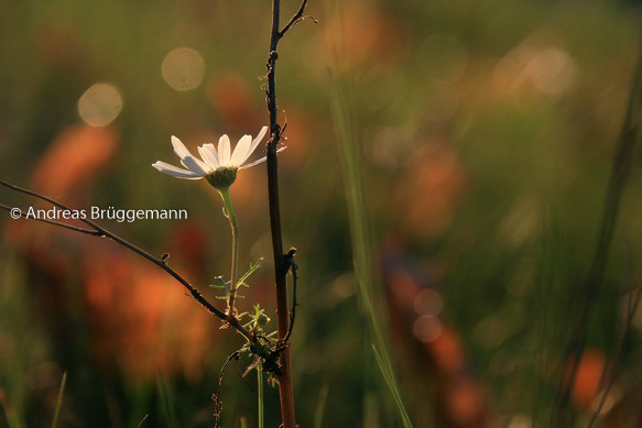 Blume im Herbst