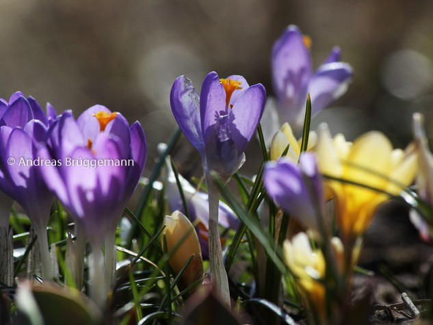 Der Frühling_2