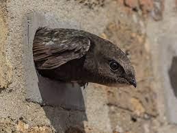 photograph of a swift coming out from within a swift brick