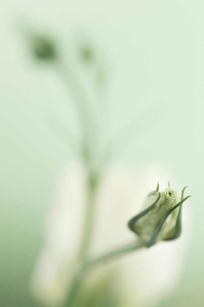 Eustoma lisianthus