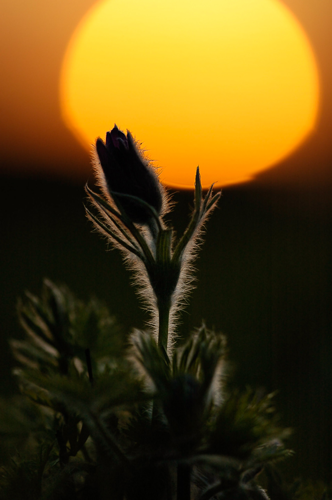 Küchenschelle vor Sonnenball