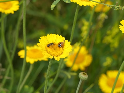 Treffpunkt Färberkamillen-Blüte. Aufnahme: K.Kilchling-Hink