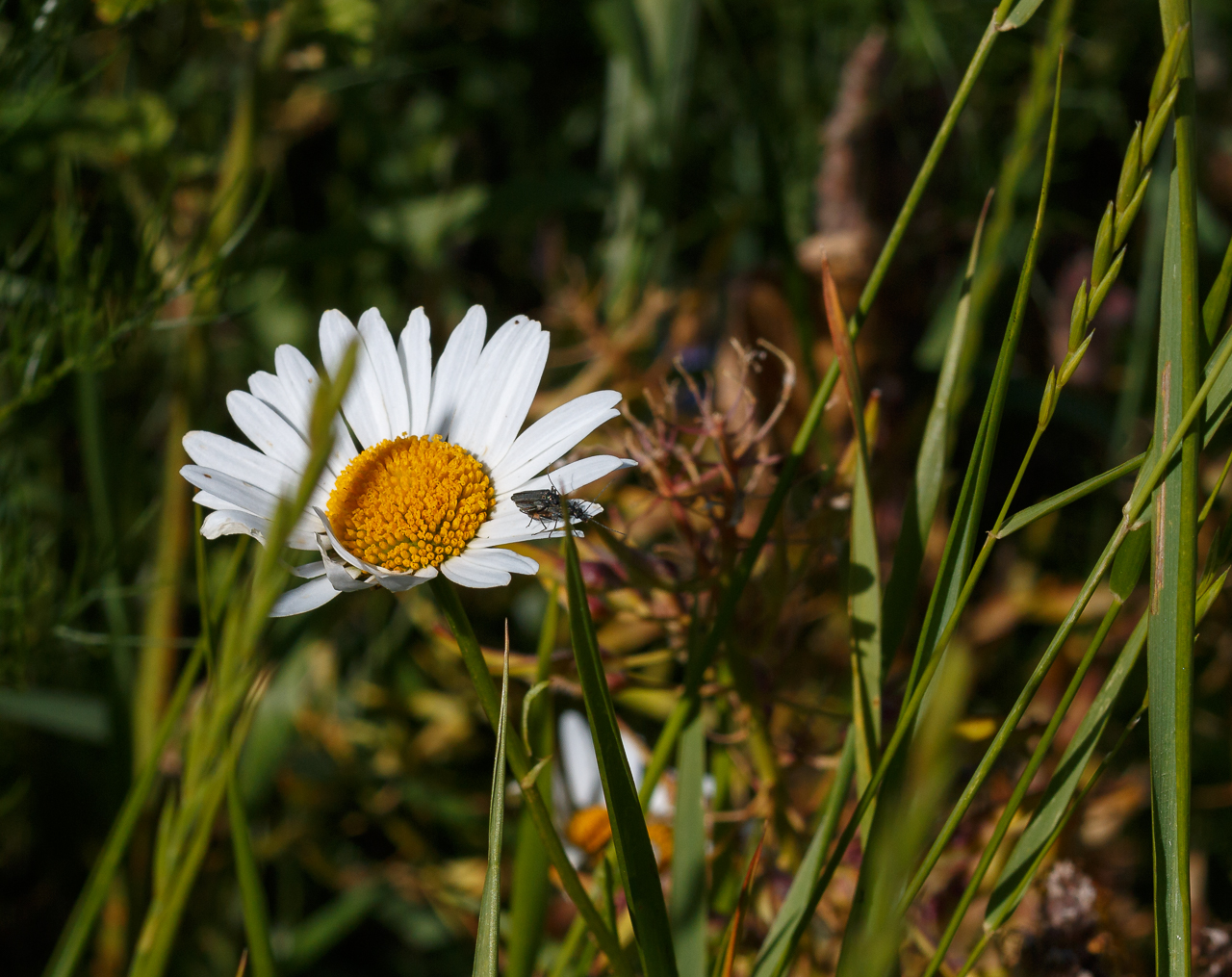 Flower Power