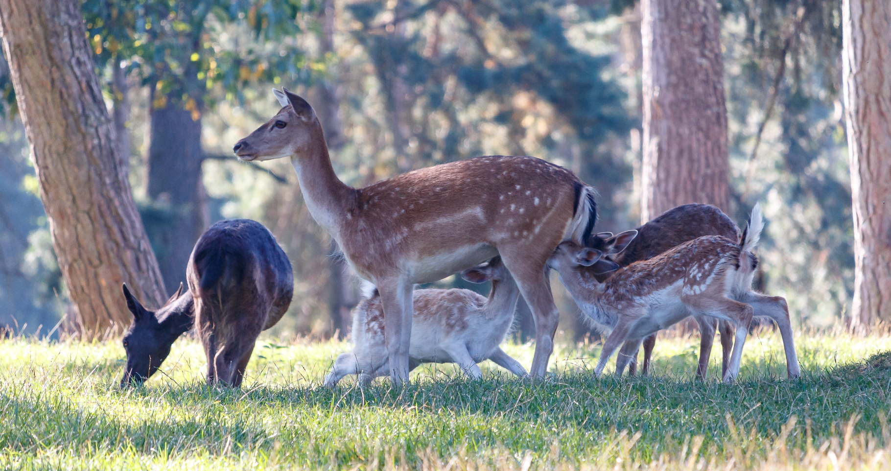 Wild- und Wanderpark Silz * Deer and Hike Park Silz