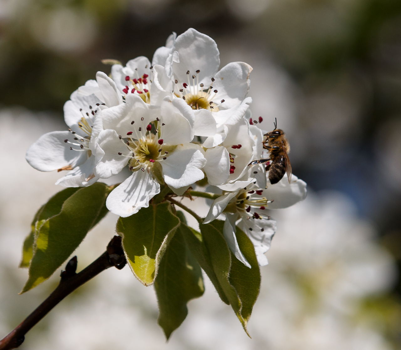 Frühlingserwachen * Awakening of Spring