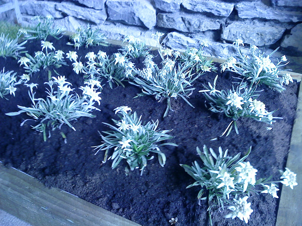 Quel joli jardin !