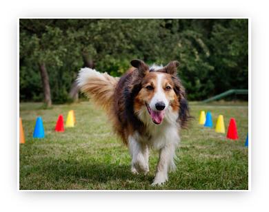 Hund - Spiel