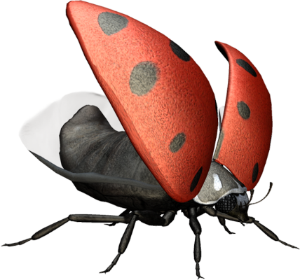 coccinelle - insecte - animaux - smiley émoticône émoji cartoon clipart illustration - artémotic