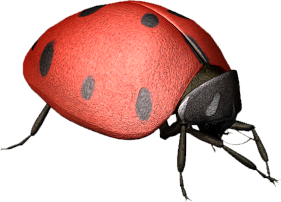 coccinelle - insecte - animaux - smiley émoticône émoji cartoon clipart illustration - artémotic