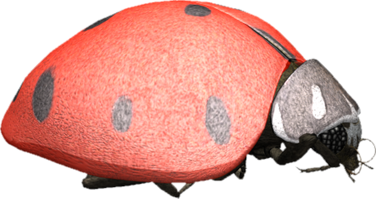 coccinelle - insecte - animaux - smiley émoticône émoji cartoon clipart illustration - artémotic