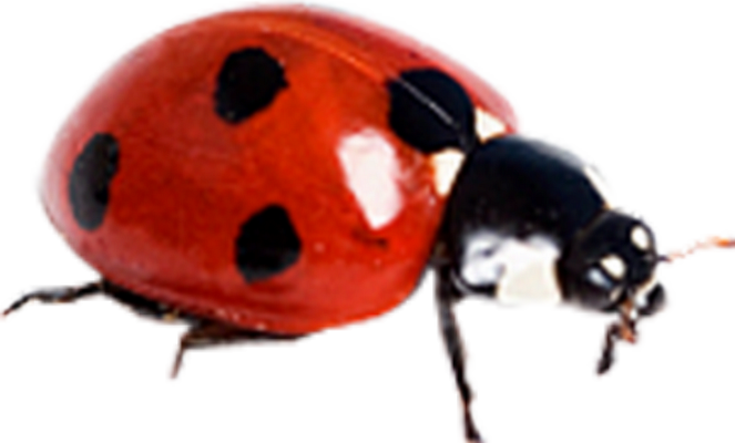coccinelle - insecte - animaux - smiley émoticône émoji cartoon clipart illustration - artémotic